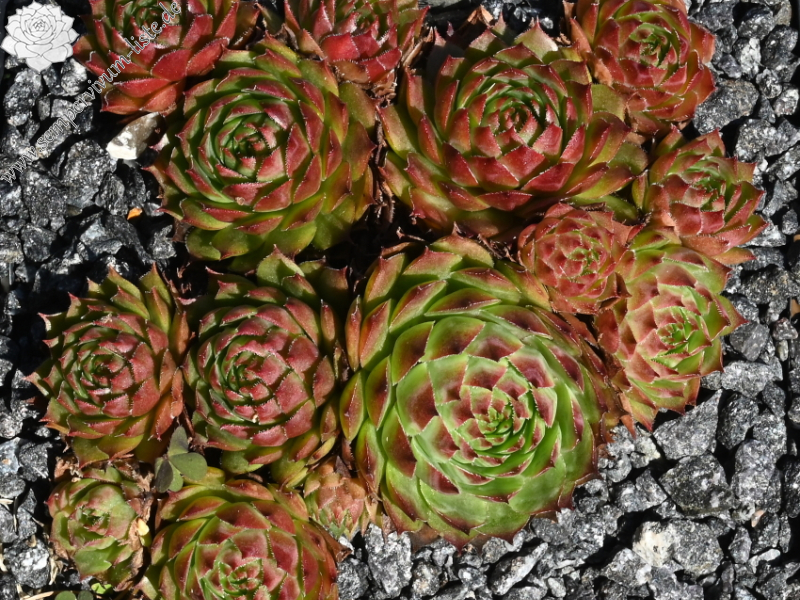 Havendijks Millenium