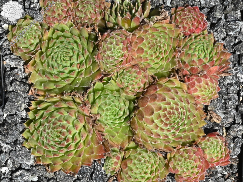 Havendijker Abendrot