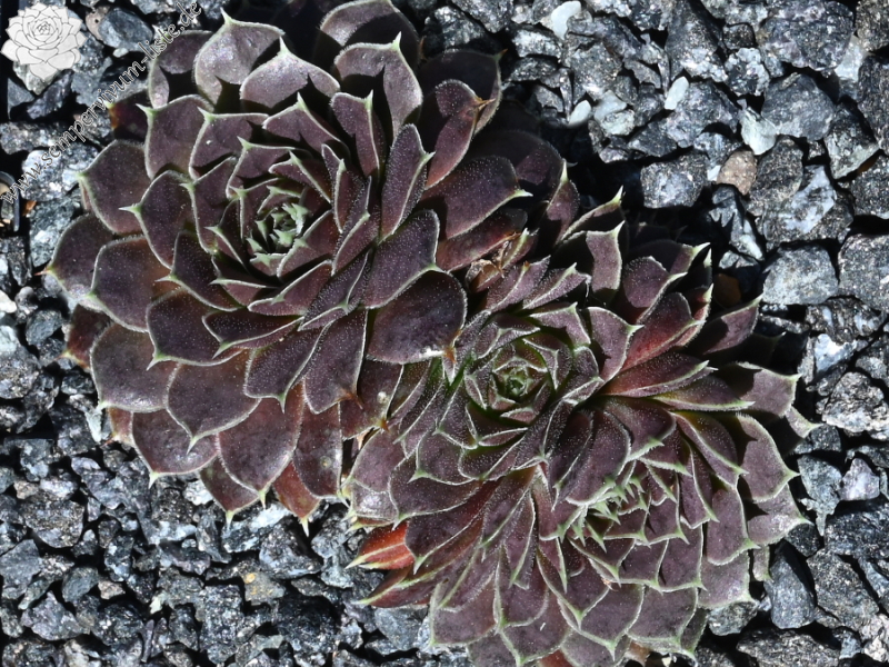 Glowing Light / Jovi