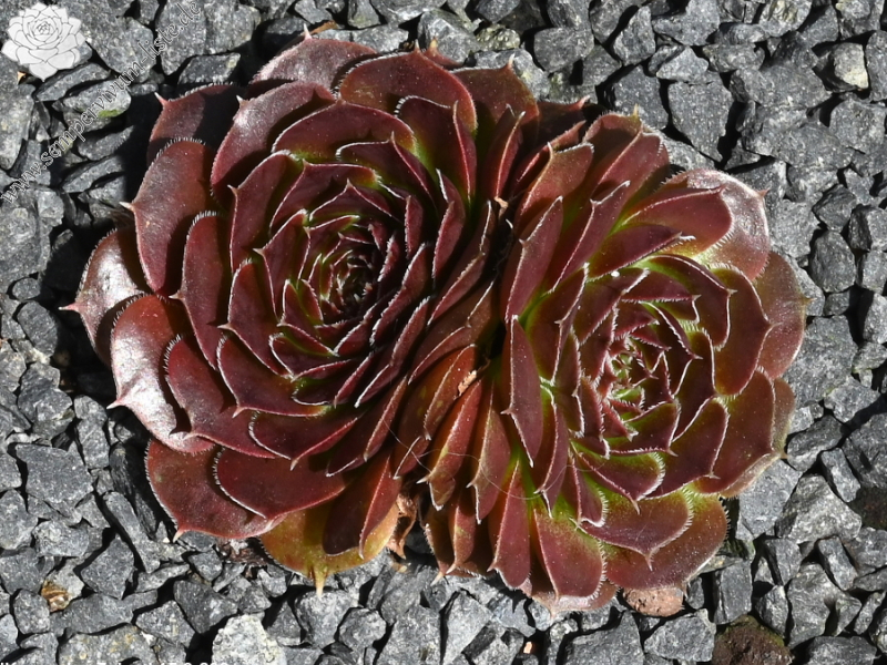 Korspelse Zebea / Jovi