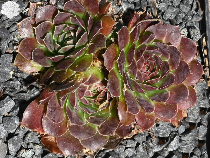 Magic Korspel / Jovi