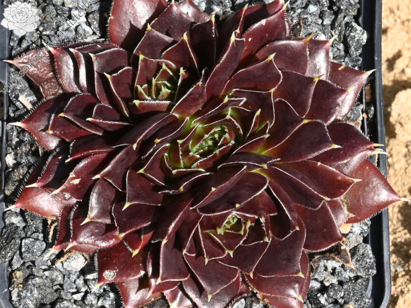 Queenie / Jovi ( II )