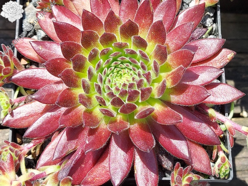 Waldviertler Gemütlichkeit (NNG25)