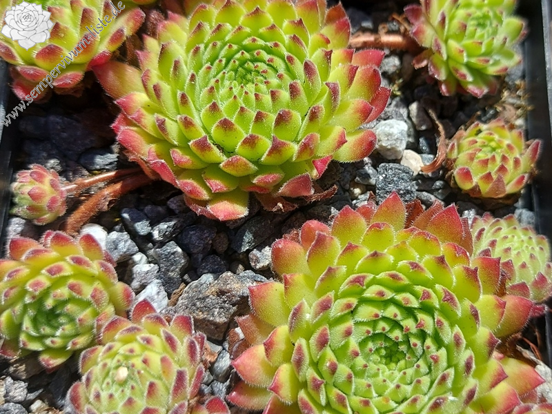 Waldviertler Gemütlichkeit (NNG25)