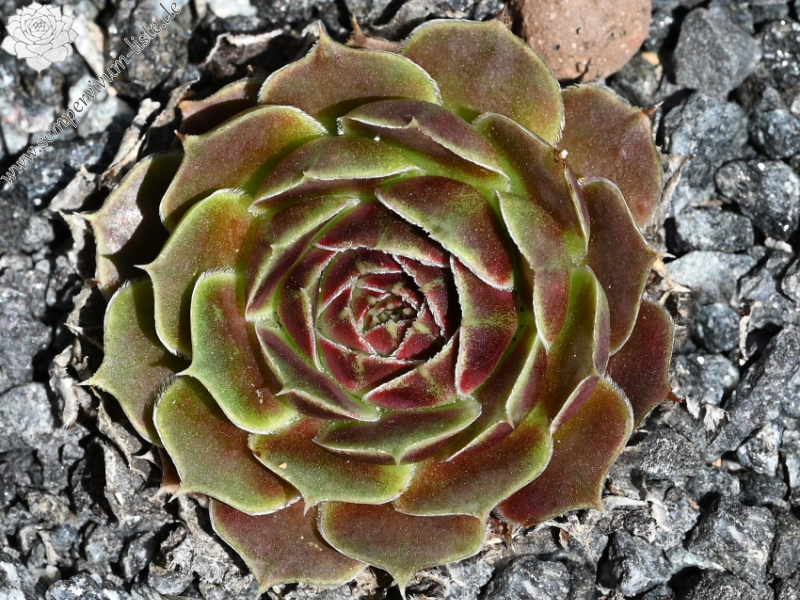 Korspelse Netiya / Jovi