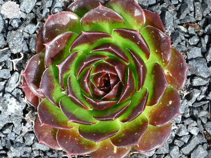 Korspelse Teena / Jovi