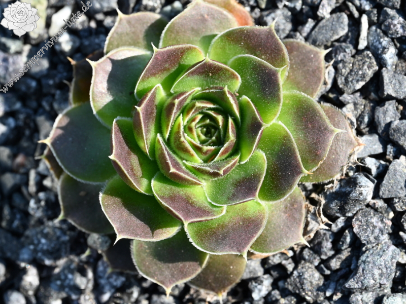 Pfälzer Dunkelfelder / Jovi