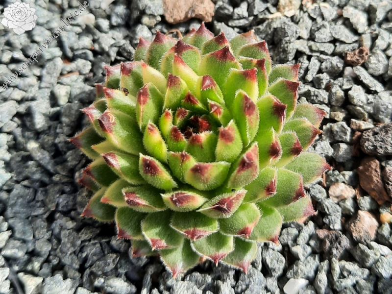 Chick Charms® Apple Teaser (NG)