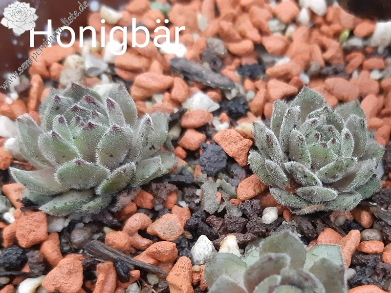 Honigbär (NNG)