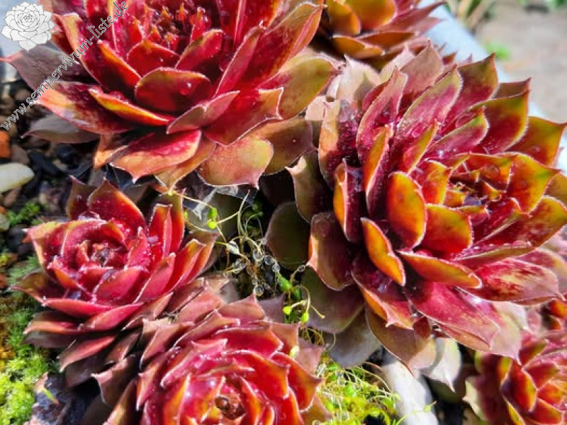 Jannik's Wundertüte