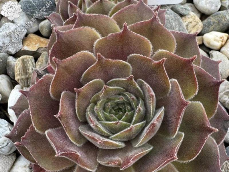 Korspelse Colette Rais