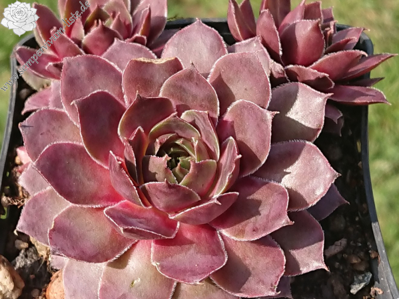 Pink Baby Girl (NNG25)