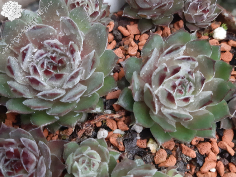 https://www.sempervivum-liste.de/de/sempervivum/havendijks-bear