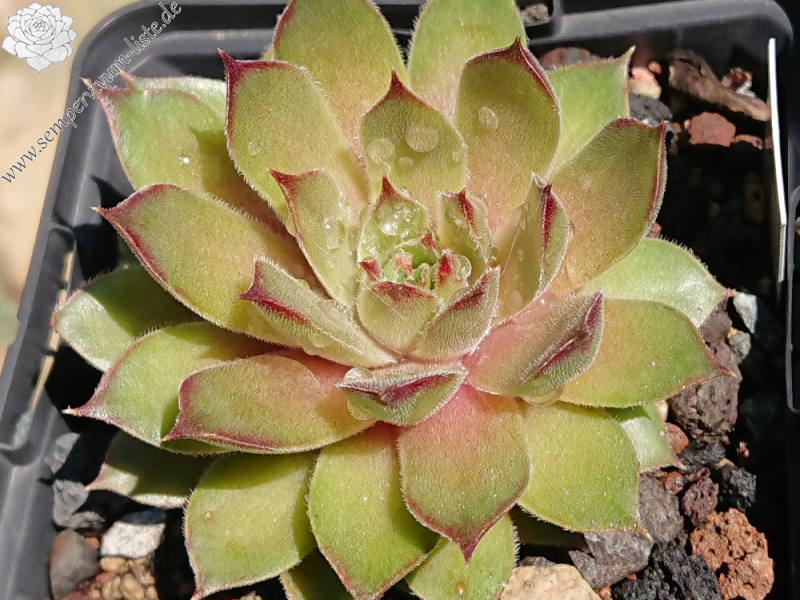 Lime Fresh