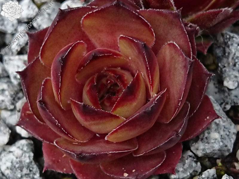 Lynn's Rose Gold