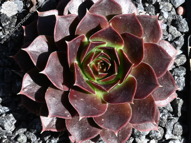 Banby Loniers / Jovi