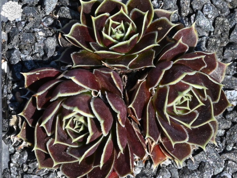 Bowl of Beauty / Jovi