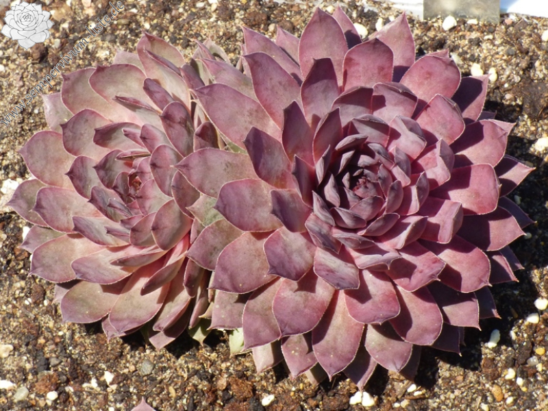 Andinn Olivander (NNG)