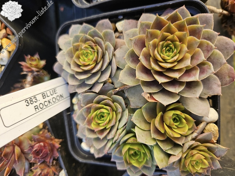 Blue Rockoon