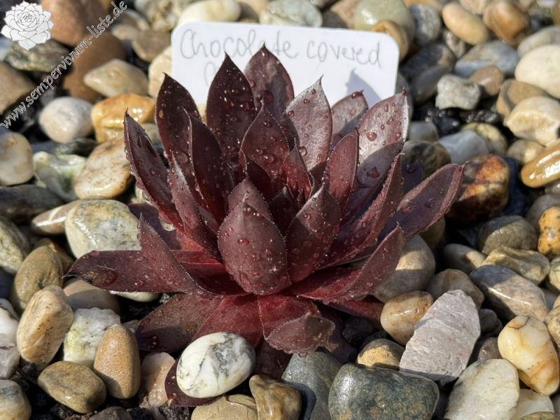 Chocolate covered Cherries (NNG)