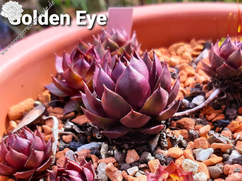 Golden Eye (NNG)