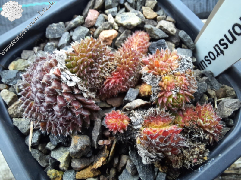 Monstrosum (III) (NG)