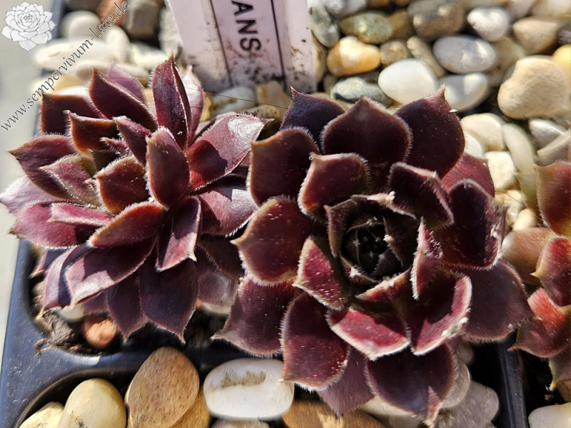 Semperhans