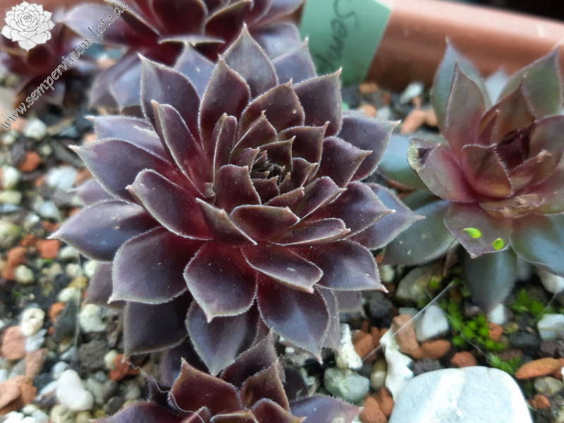 Semperhans