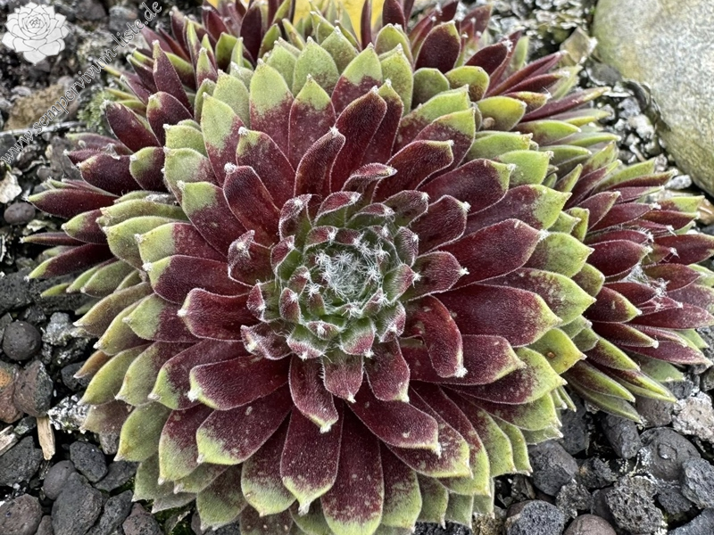 Chick Charmlettes® Sleepy Steve™ (NG)