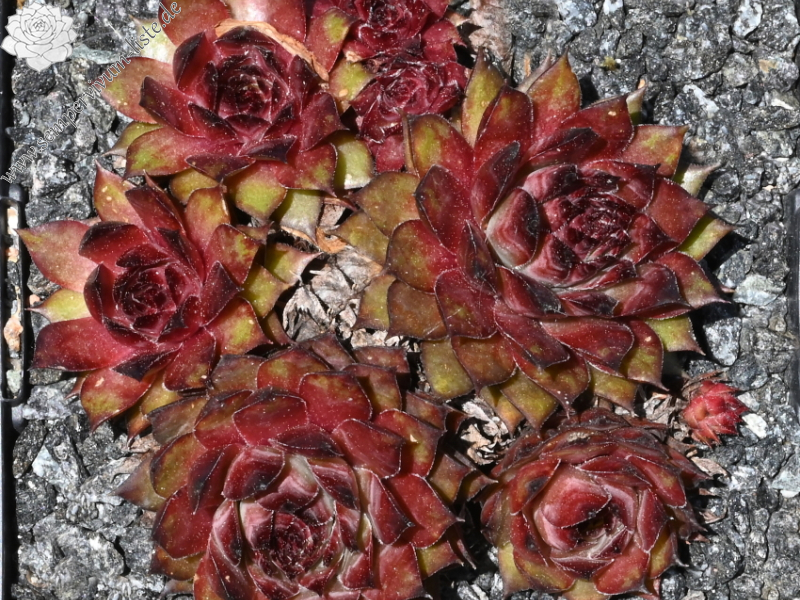 Firgrove Early Riser