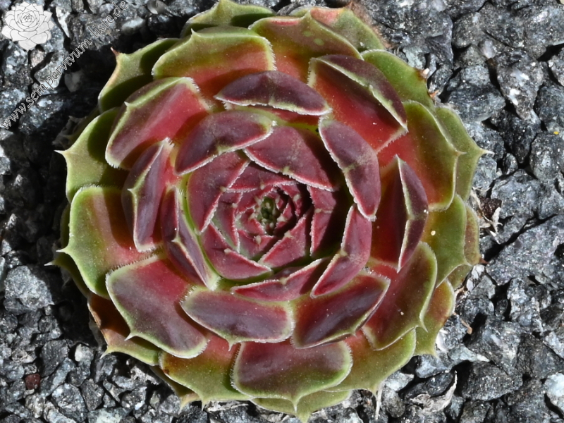 Korspelse Netiya / Jovi