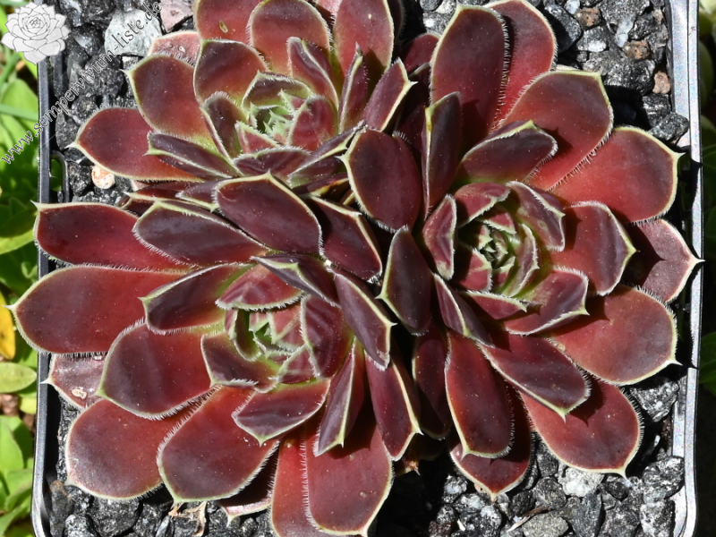 Korspelse Yokheved / Jovi