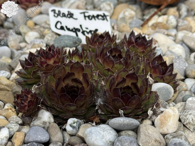 Black Forest Campfire