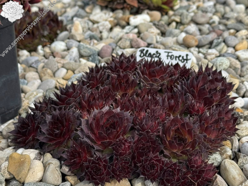 Black Forest Galaxy (NNG)