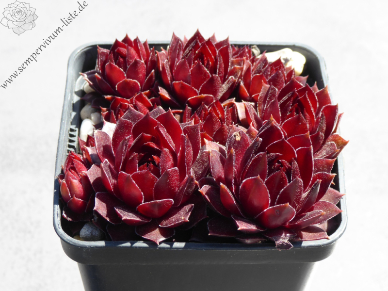 Chick Charms® Cherries Jubilee™ (NG)