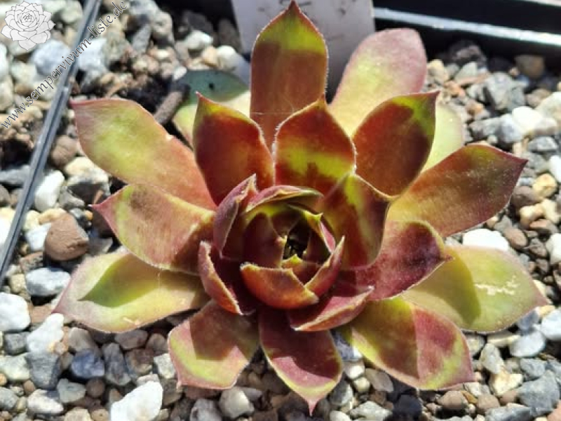 Supersemps® Emerald (NNG25)