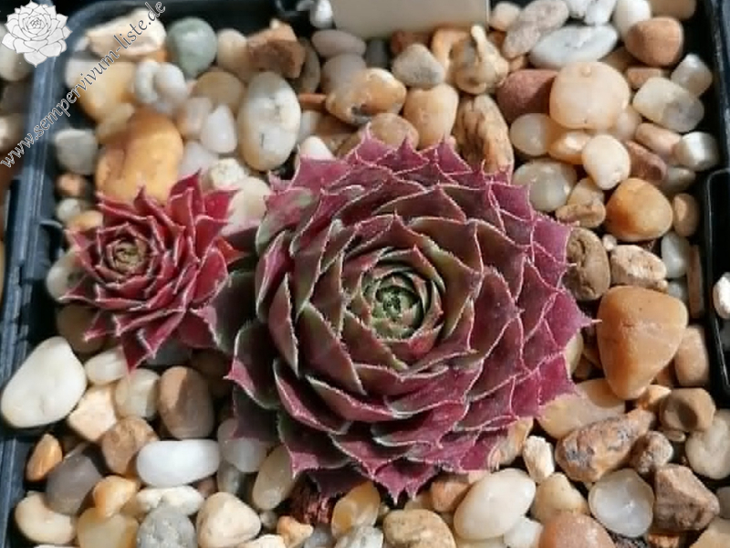 Emese (Netzfund) Nikolett