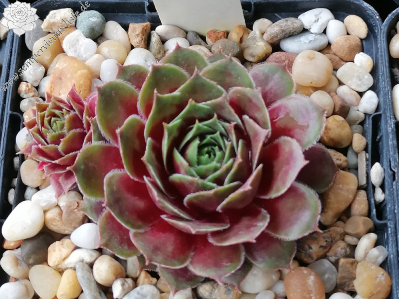 Emese (Netzfund) Nikolett