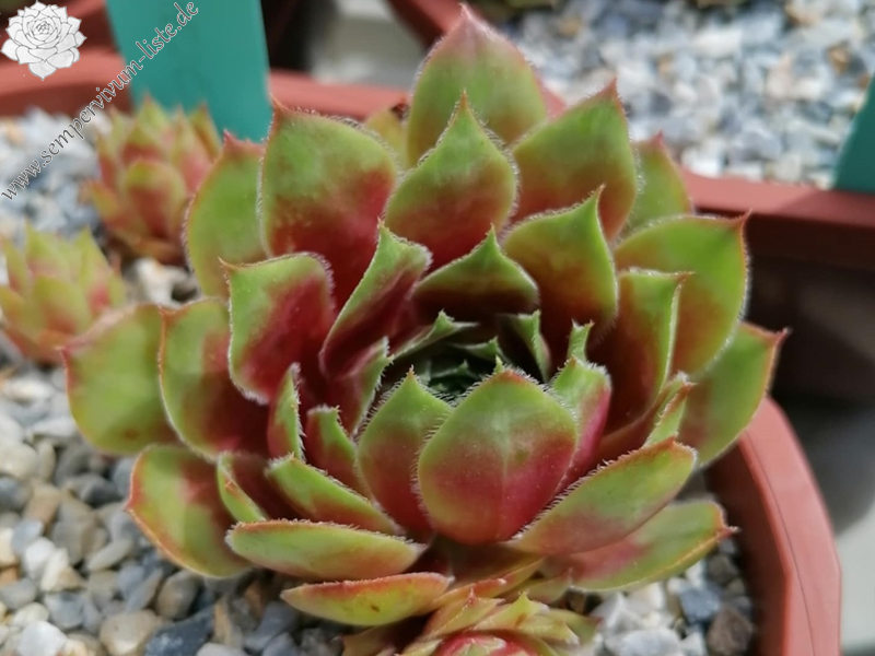 Emese (Netzfund) Nikolett