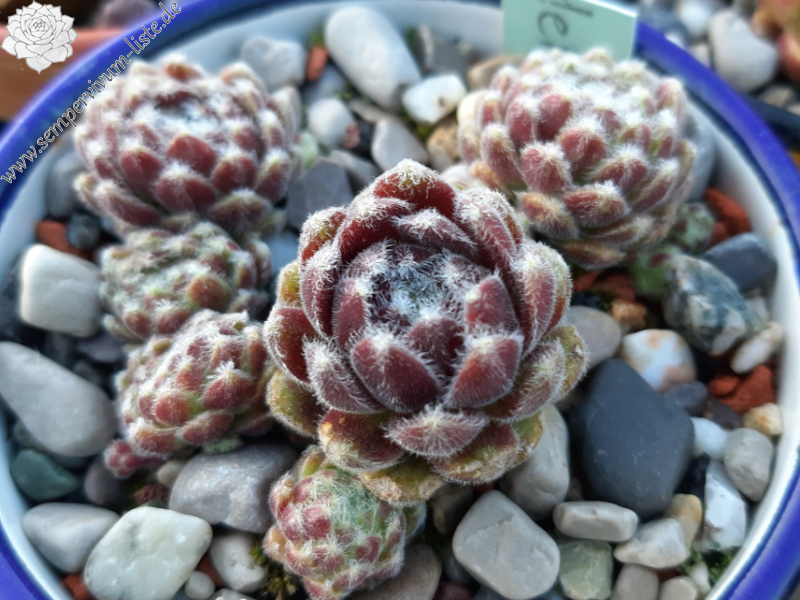 Flauschball (NNG25)