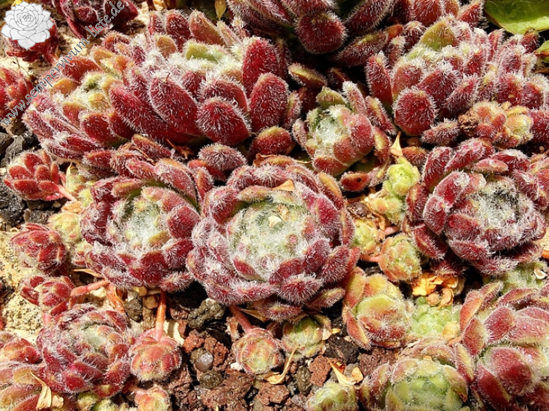 Flauschball (NNG25)