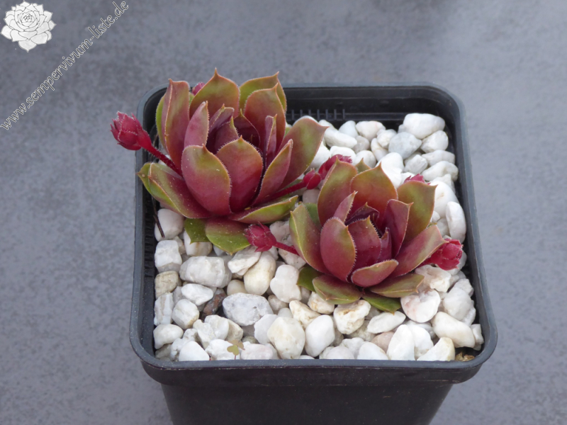 Forever Sam (Netzfund) Heim