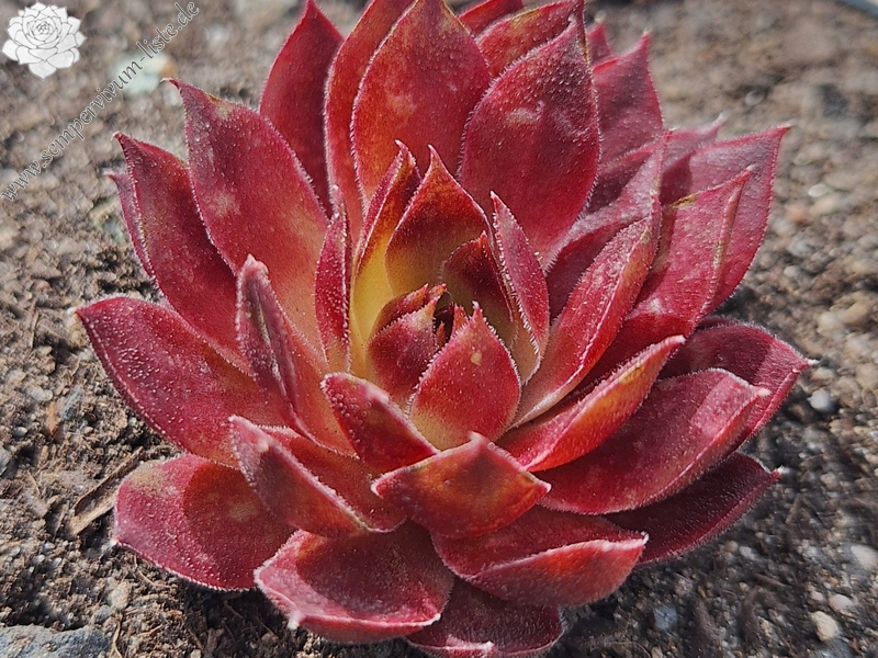 Midnight Garnet (NNG)