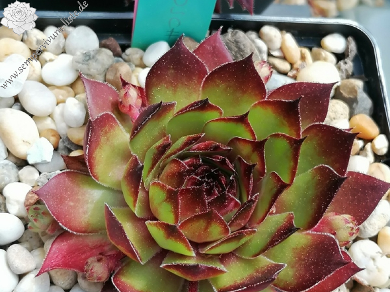 Ochsenfrosch (NNG25)