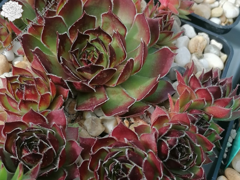 Ochsenfrosch (NNG25)