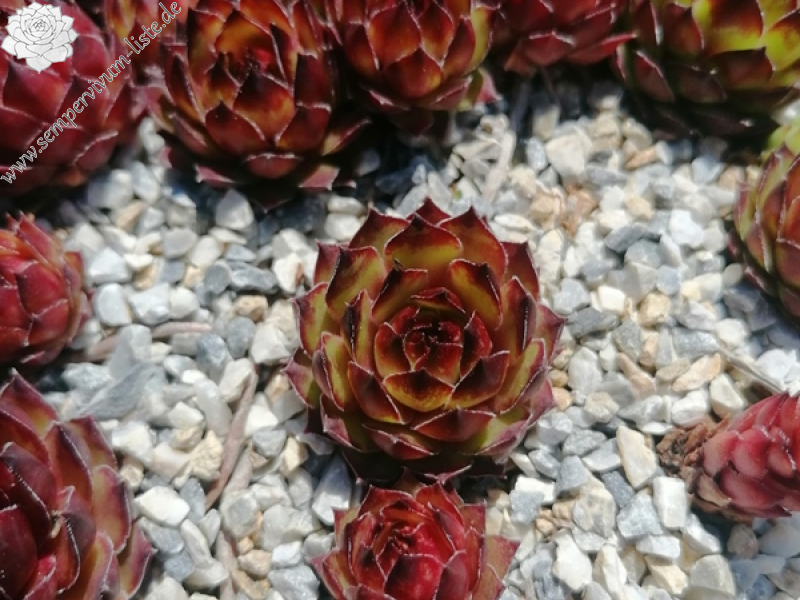 Ochsenfrosch (NNG25)