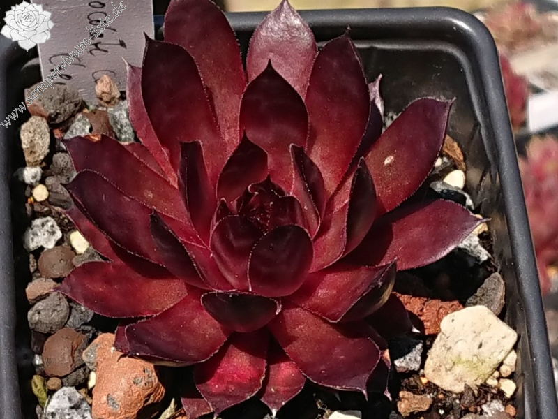 Chocolate covered Cherries