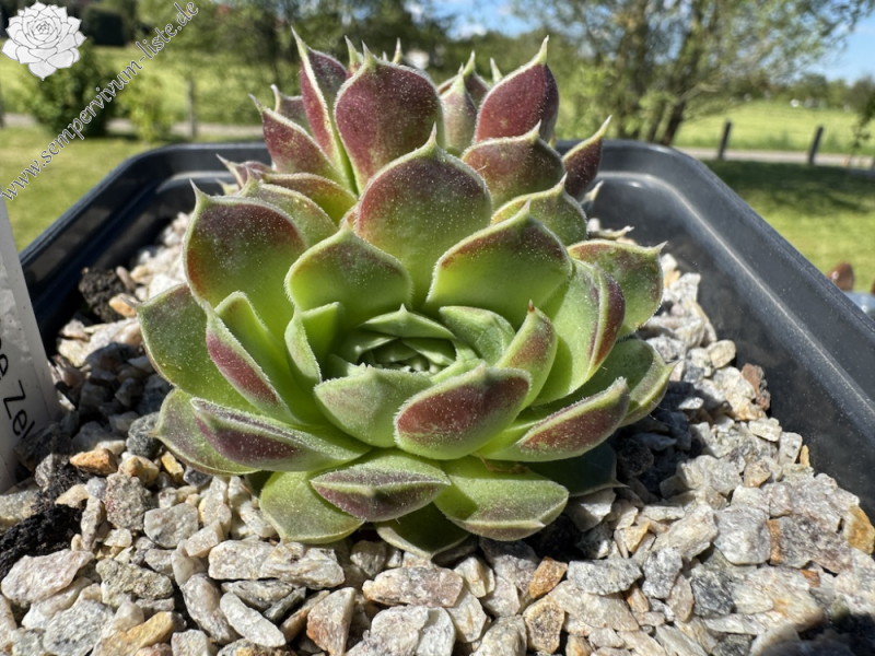 Korspelse Zelmide / Jovi