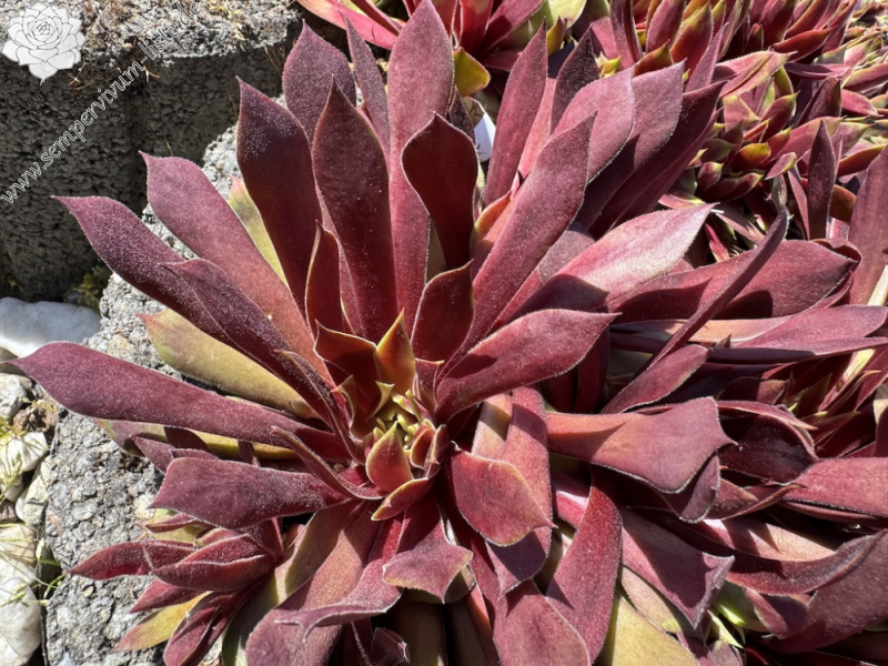  Chick Charms® Lemon Waves