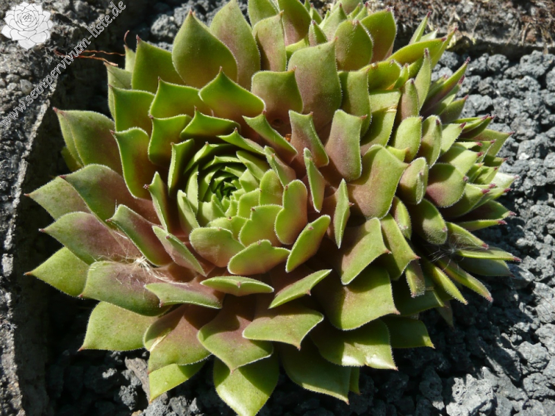 Chick Charms® Lemon Waves